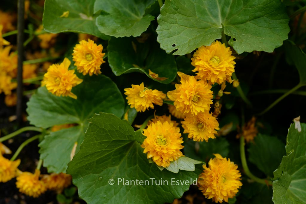 Cardamine pratensis ‚Flore Pleno‘