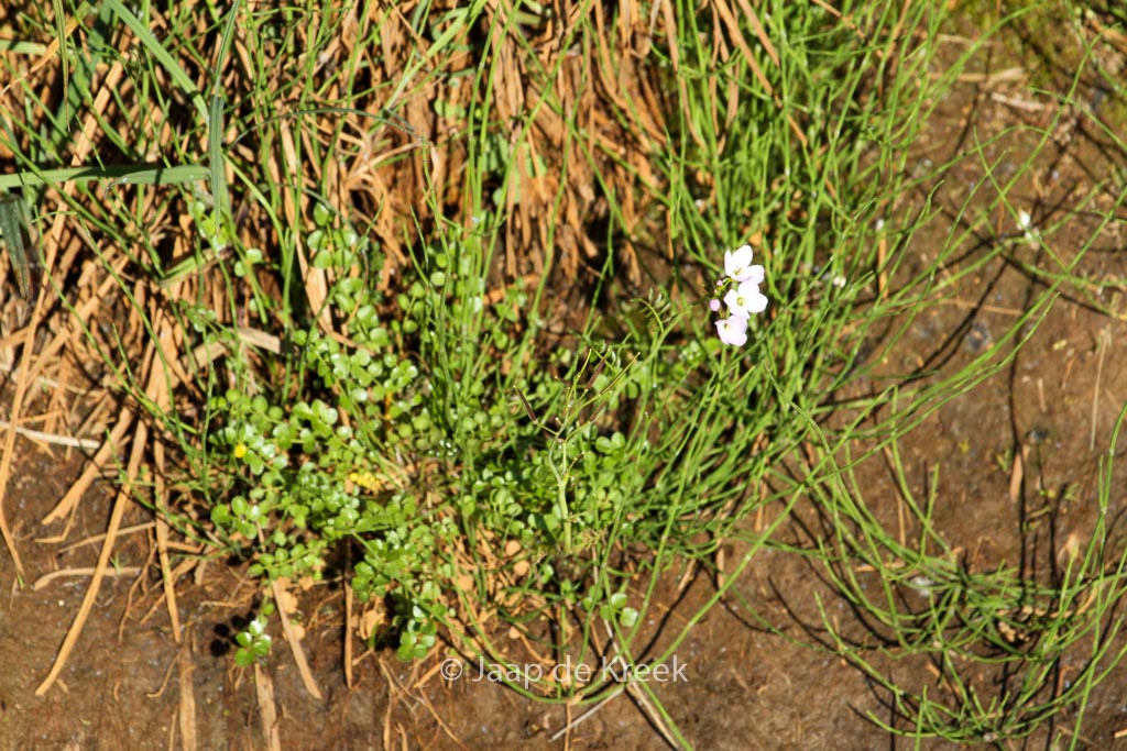 Cardamine pratensis