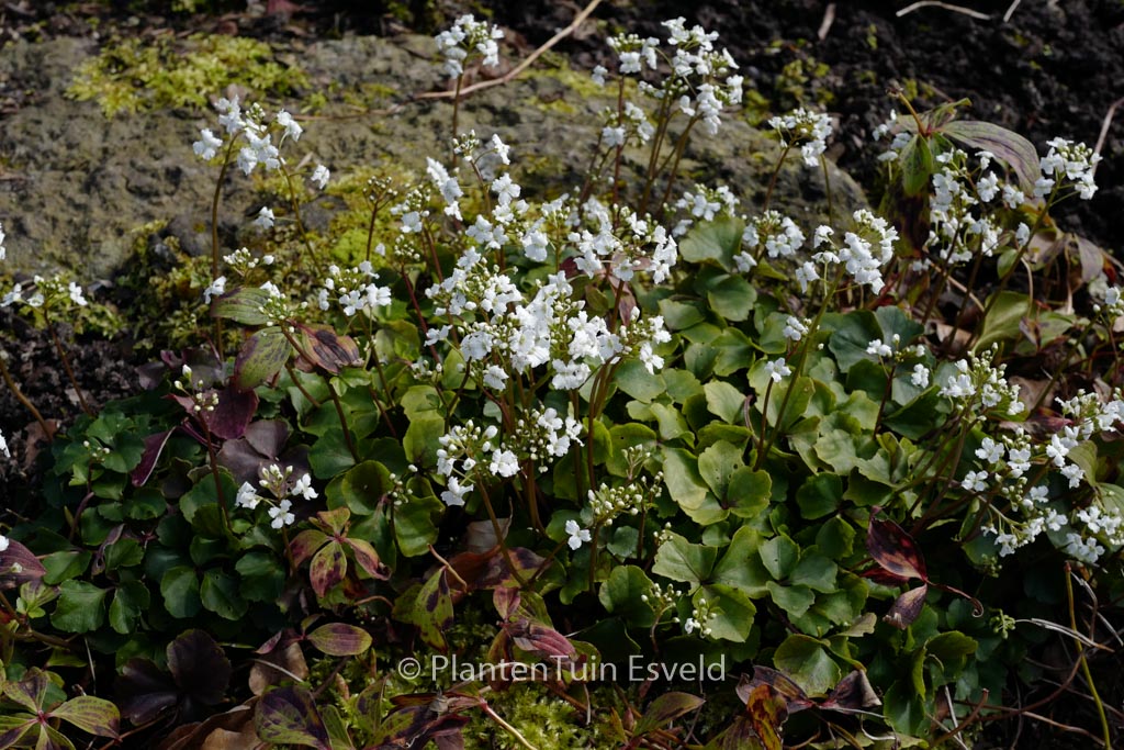 Cardamine trifolia