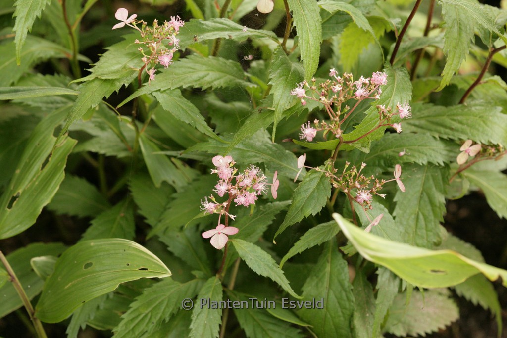 Cardiandra alternifolia ex ‚Gotemba red Flower‘