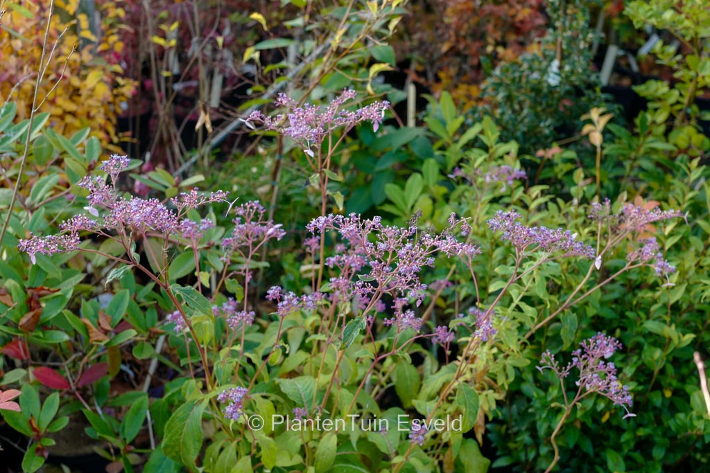 Cardiandra formosana