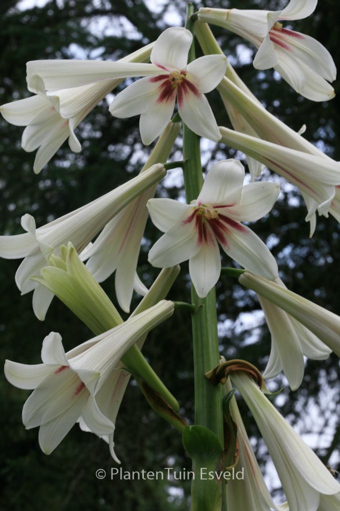 Cardiocrinum giganteum