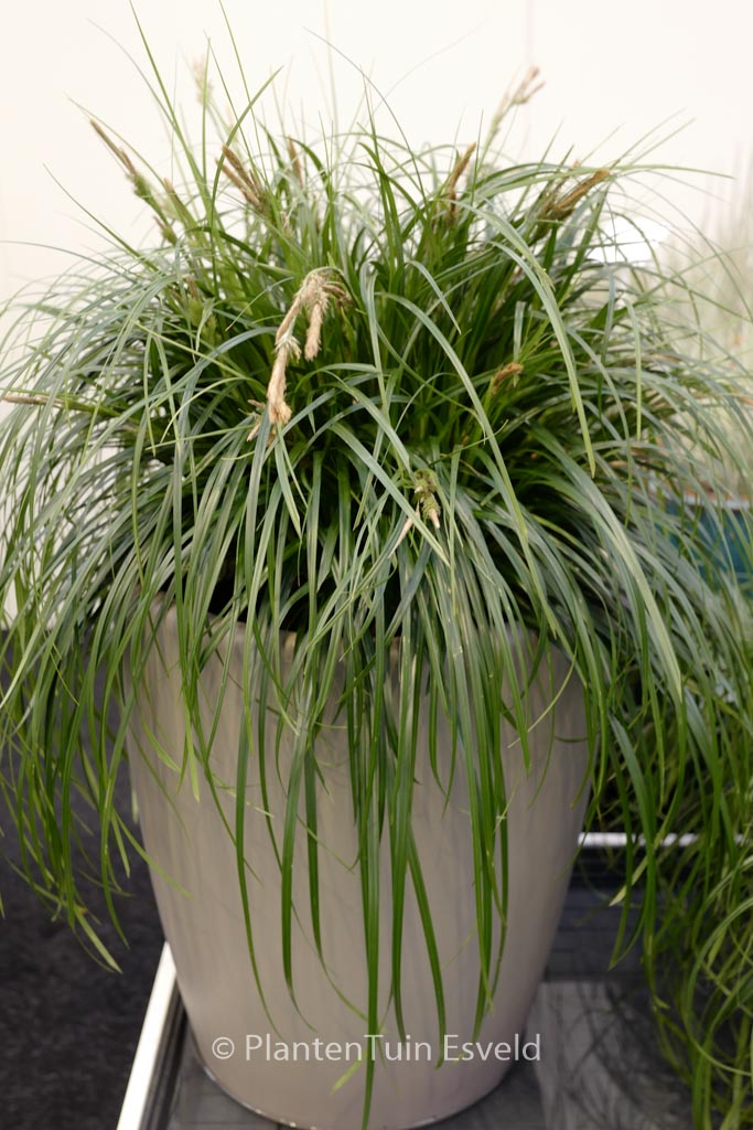 Carex ‚ET CRX02‘ (RIBBON FALLS)