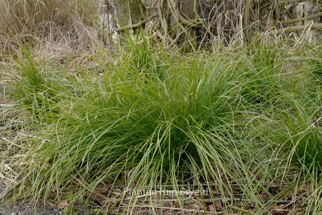 Carex ‚Kyoto‘