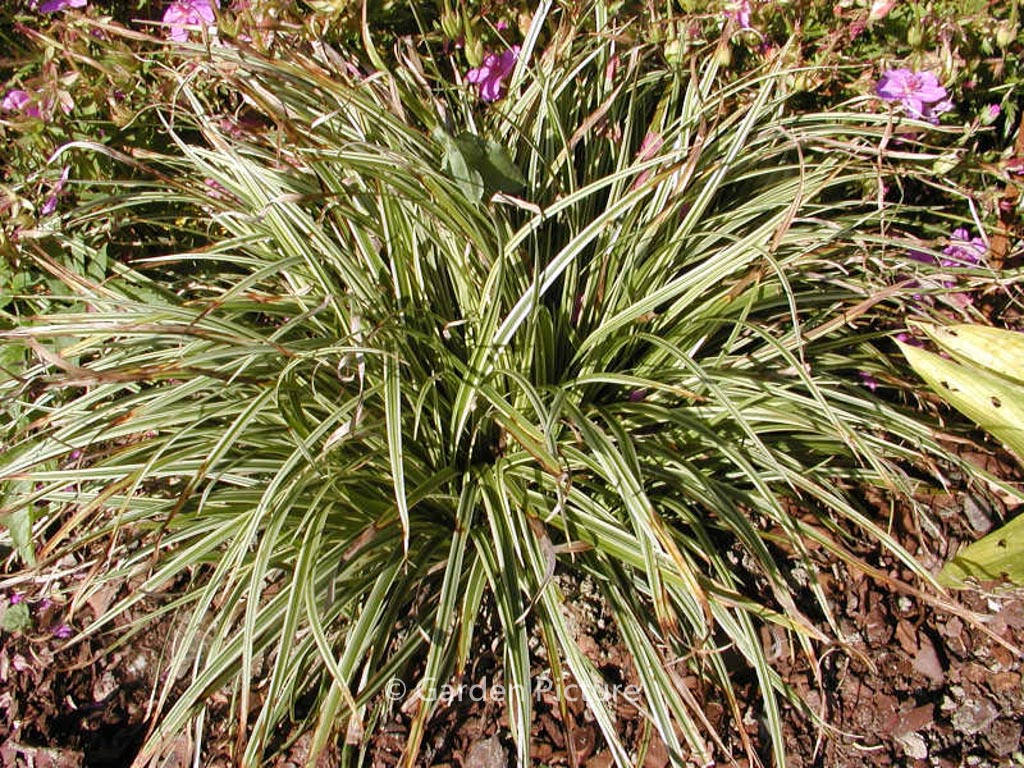 Carex ‚Silver Sceptre‘