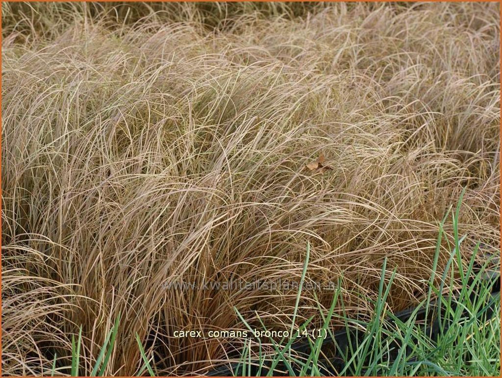 Carex comans ‚Bronco‘