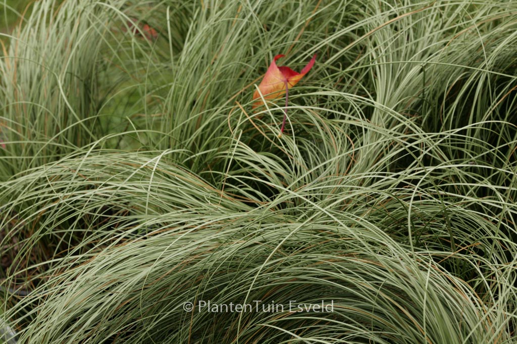 Carex comans ‚Frosted Curls‘