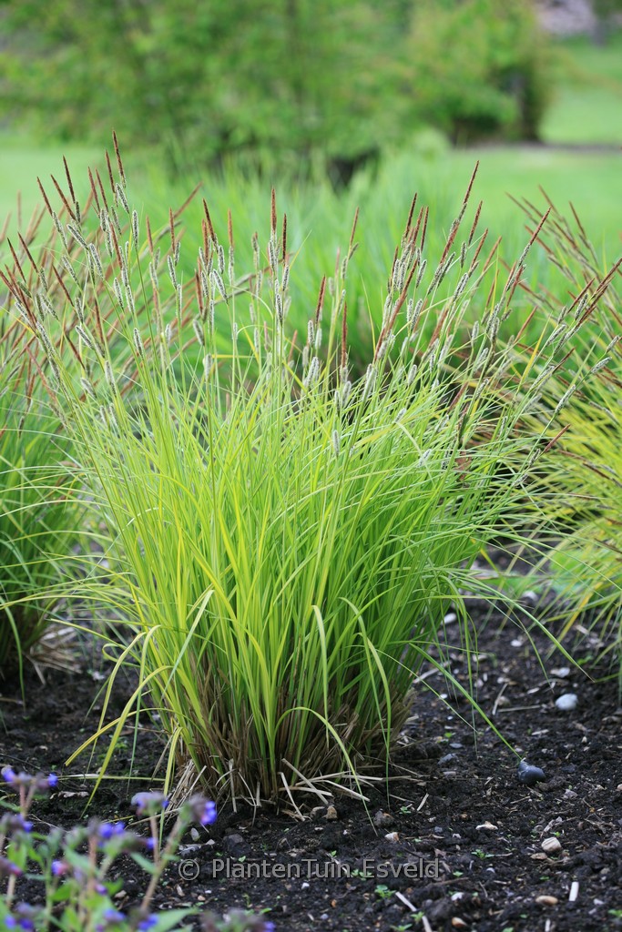 Carex elata ‚Aurea‘