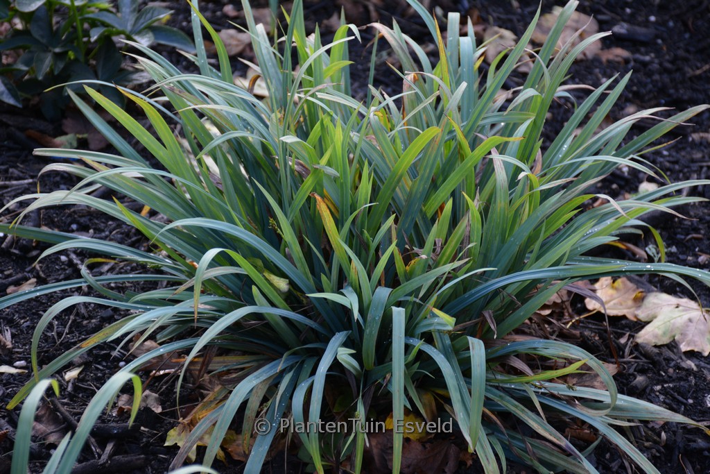 Carex flacca ‚Blue Zinger‘