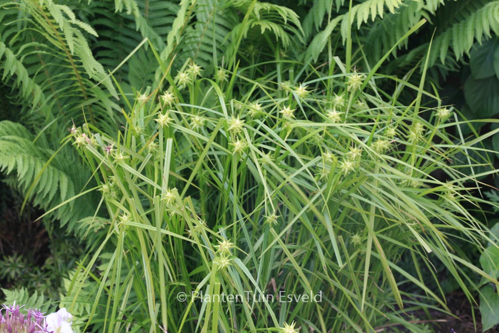 Carex grayi