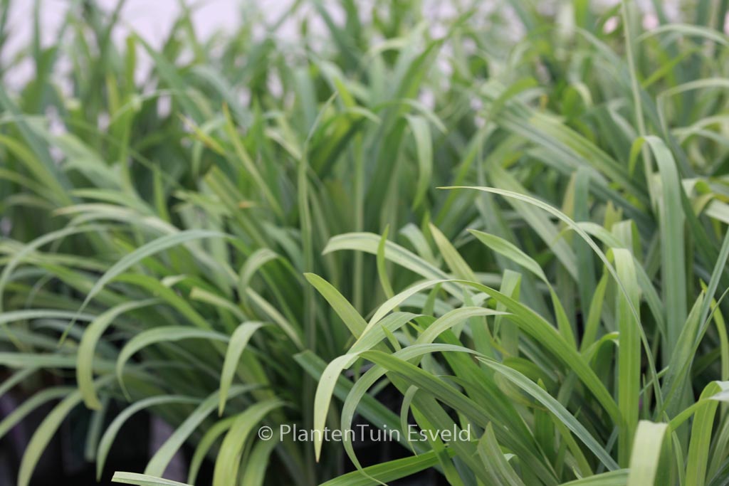 Carex laxiculmis ‚Bunny Blue‘