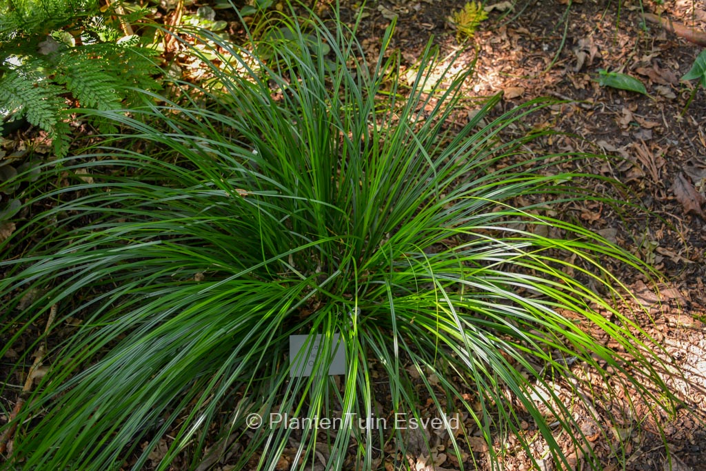 Carex lenta ‚Osaka‘