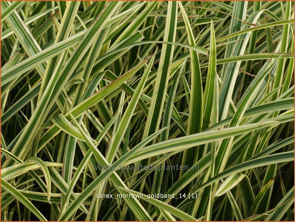Carex morrowii ‚Goldband‘