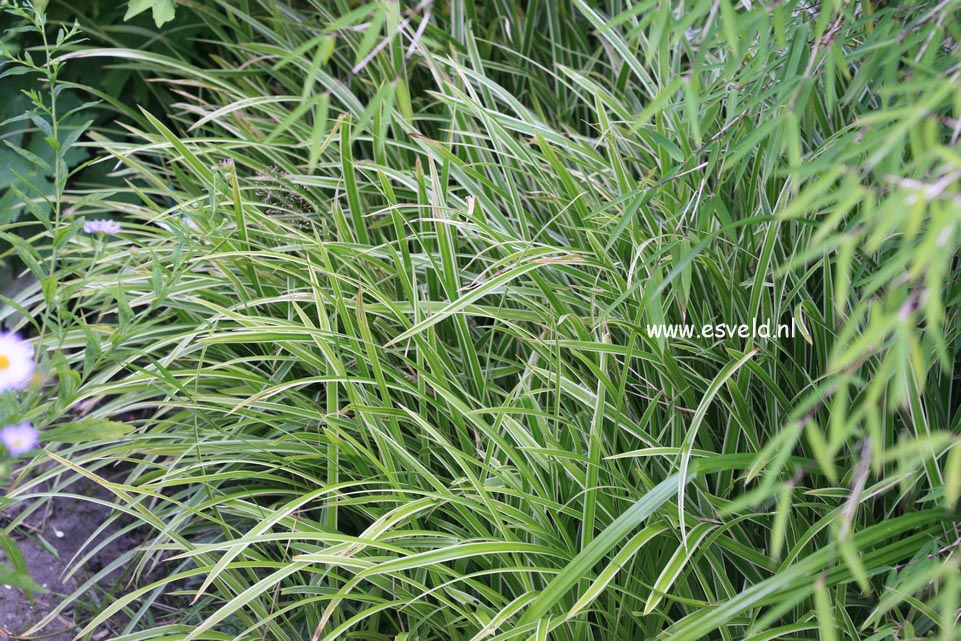 Carex morrowii ‚Ice Dance‘