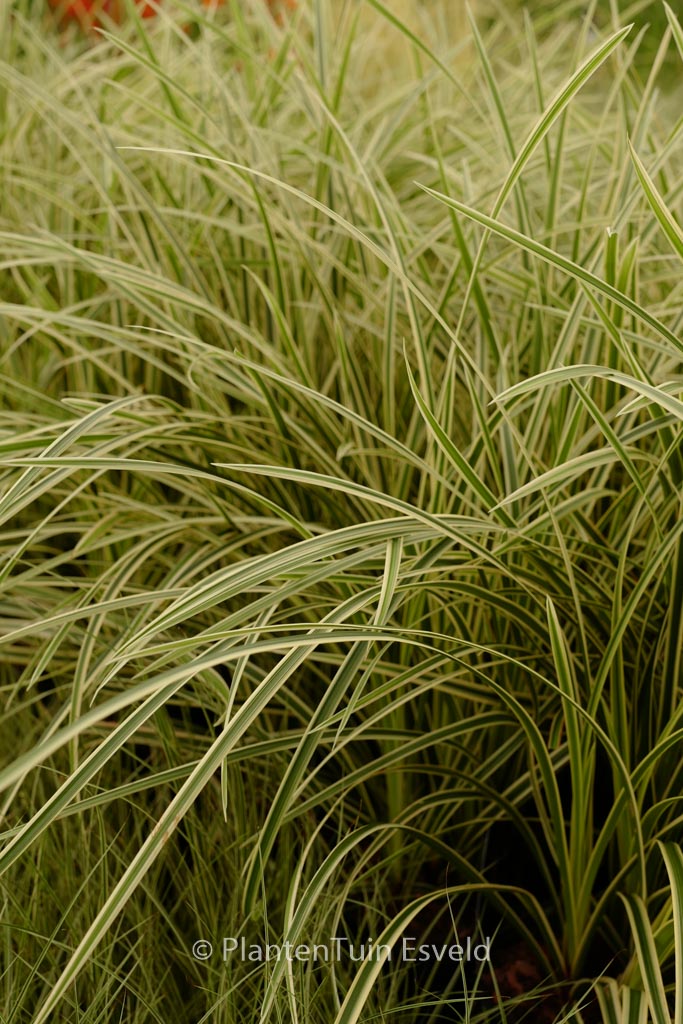Carex morrowii ‚Vanilla Ice‘