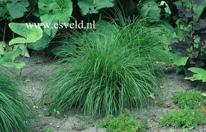 Carex morrowii ‚Variegata‘