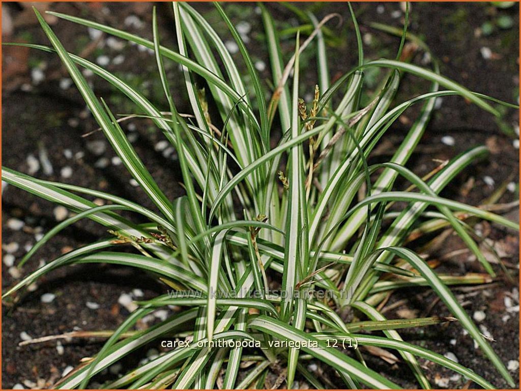 Carex ornithopoda ‚Variegata‘