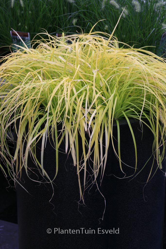 Carex oshimensis ‚Cov‘ (EVERILLO)