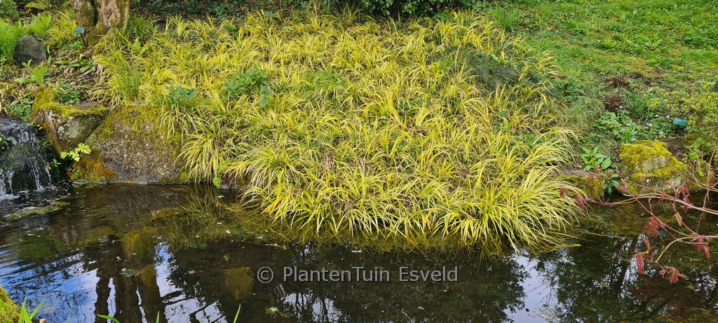 Carex oshimensis ‚Evergold‘