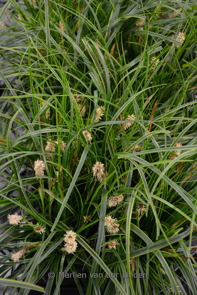 Carex oshimensis ‚Everlime‘ (EVERCOLOR)