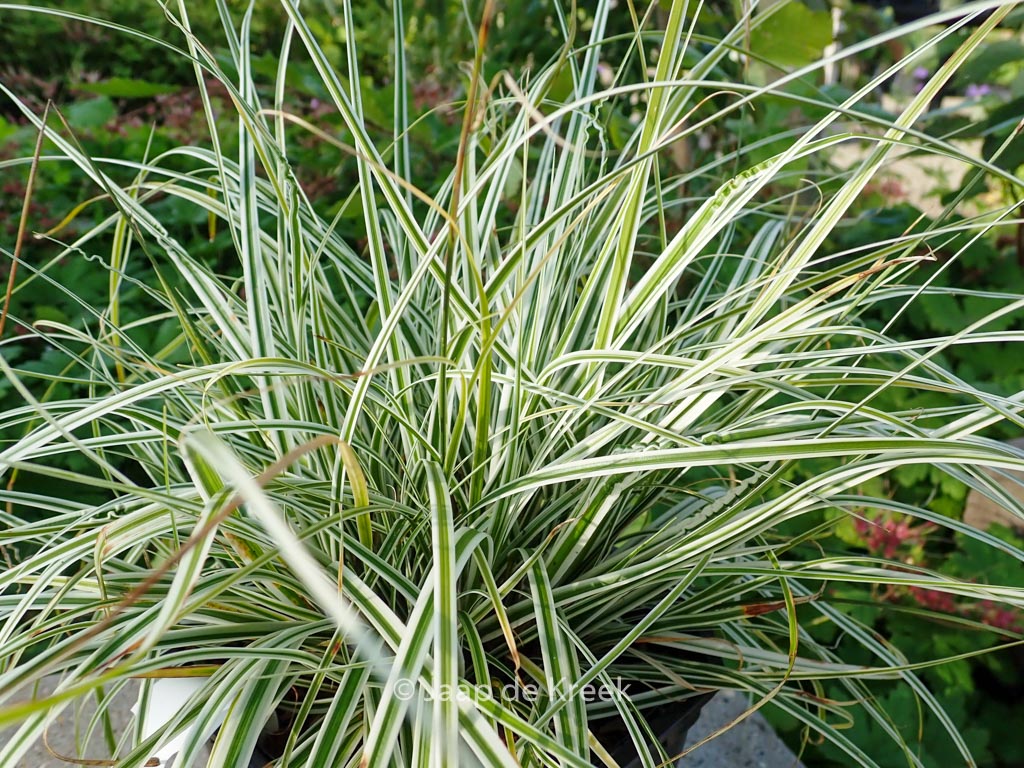 Carex oshimensis ‚Fiwhite‘ (EVEREST)