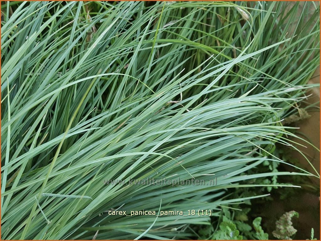 Carex panicea ‚Pamira‘