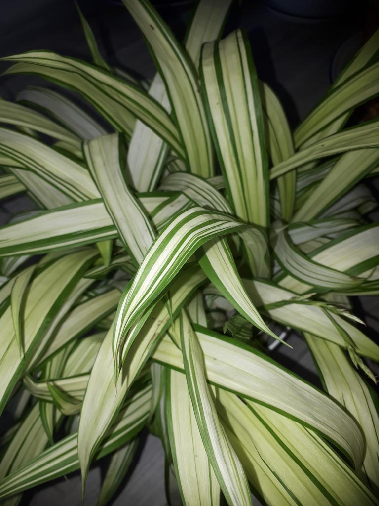 Carex siderosticta ‚Shiro‘