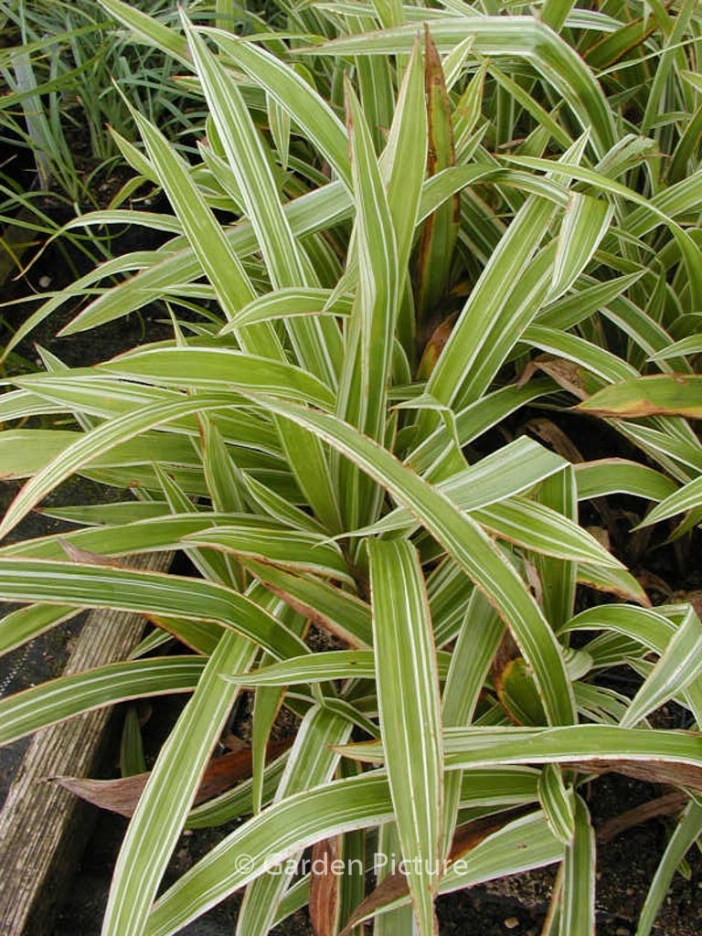 Carex siderosticta ‚Variegata‘