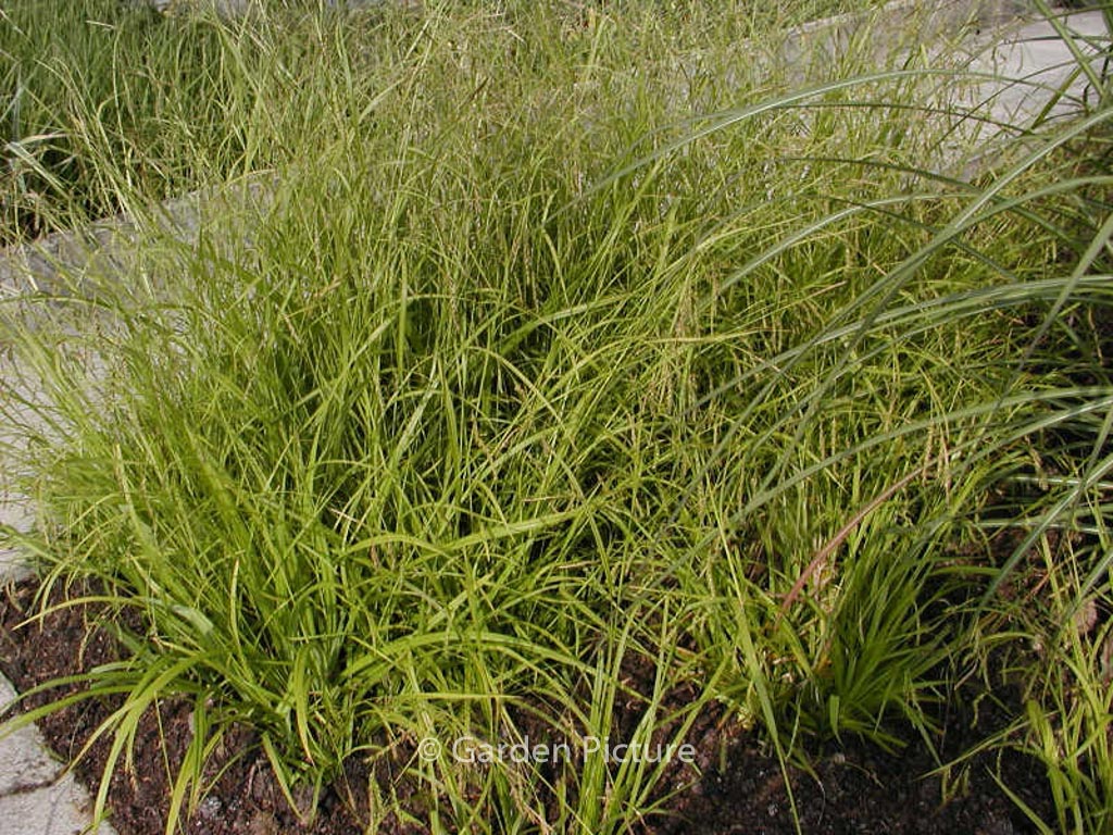 Carex sylvatica