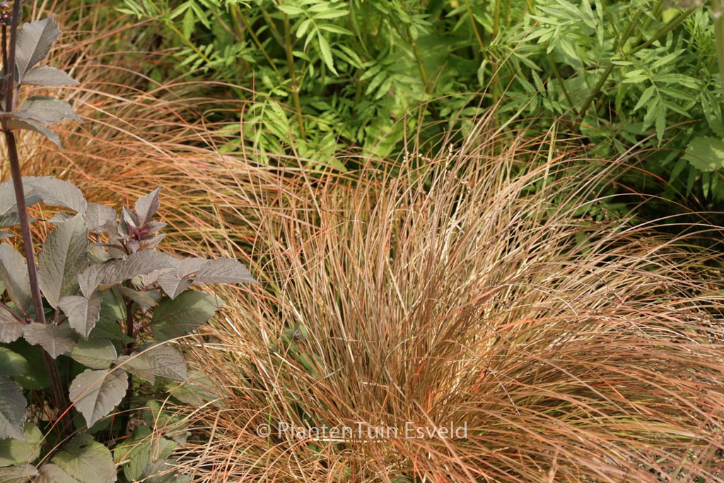 Carex testacea ‚Prairie Fire‘