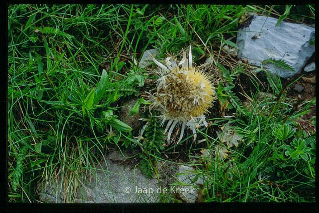 Carlina vulgaris