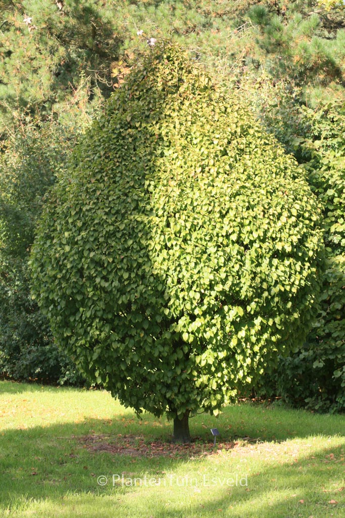 Carpinus betulus ‚Columnaris Nana‘