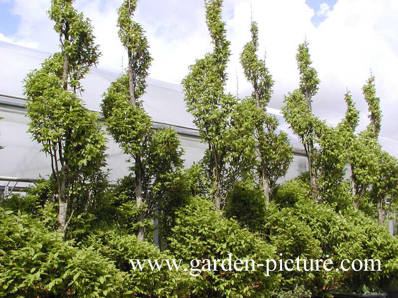 Carpinus betulus ‚Fastigiata‘