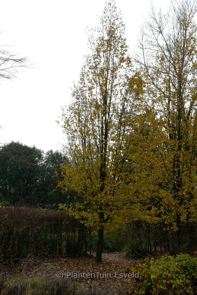 Carpinus betulus ‚Frans Fontaine‘