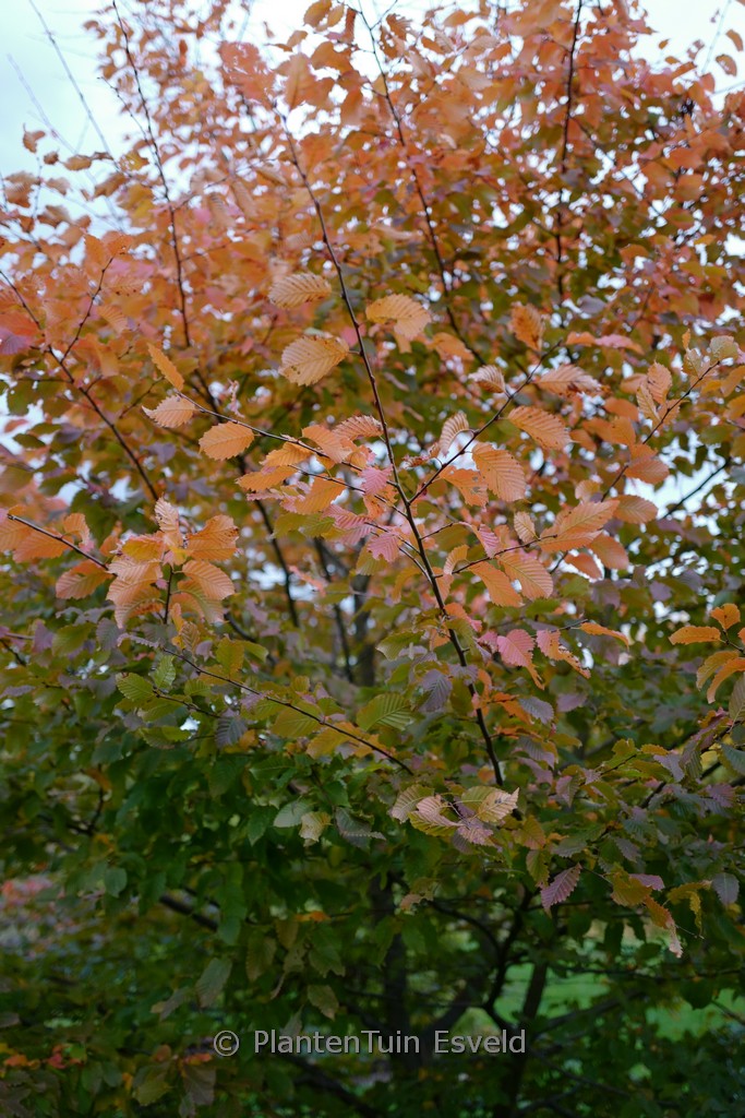 Carpinus betulus ‚Lochglow‘ (ROCKHAMPTON RED)