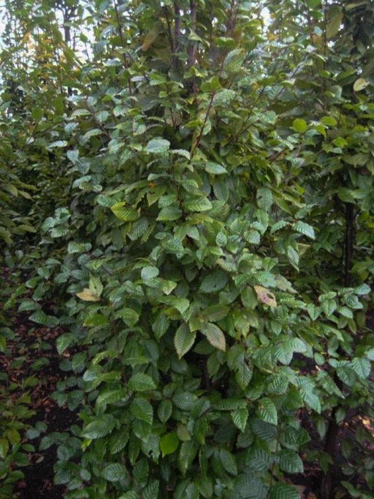 Carpinus betulus ‚Lucas‘