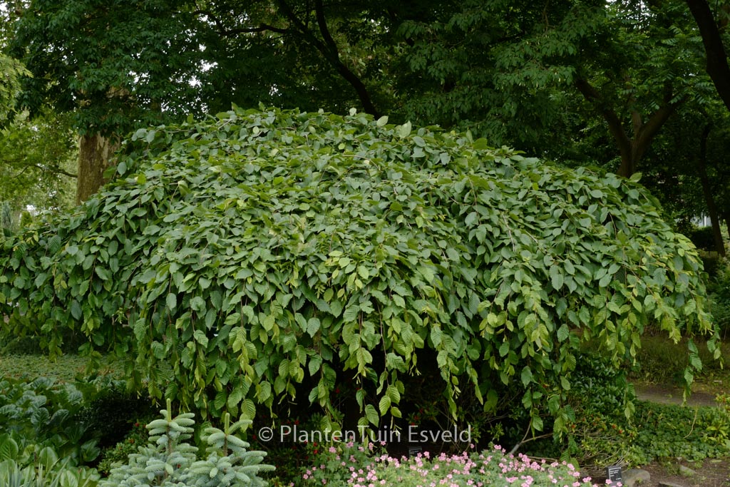Carpinus betulus ‚Pendula‘