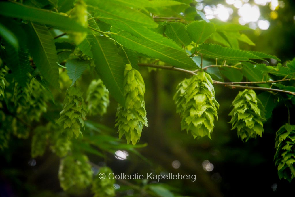 Carpinus japonica ‚Chinese Lantern‘