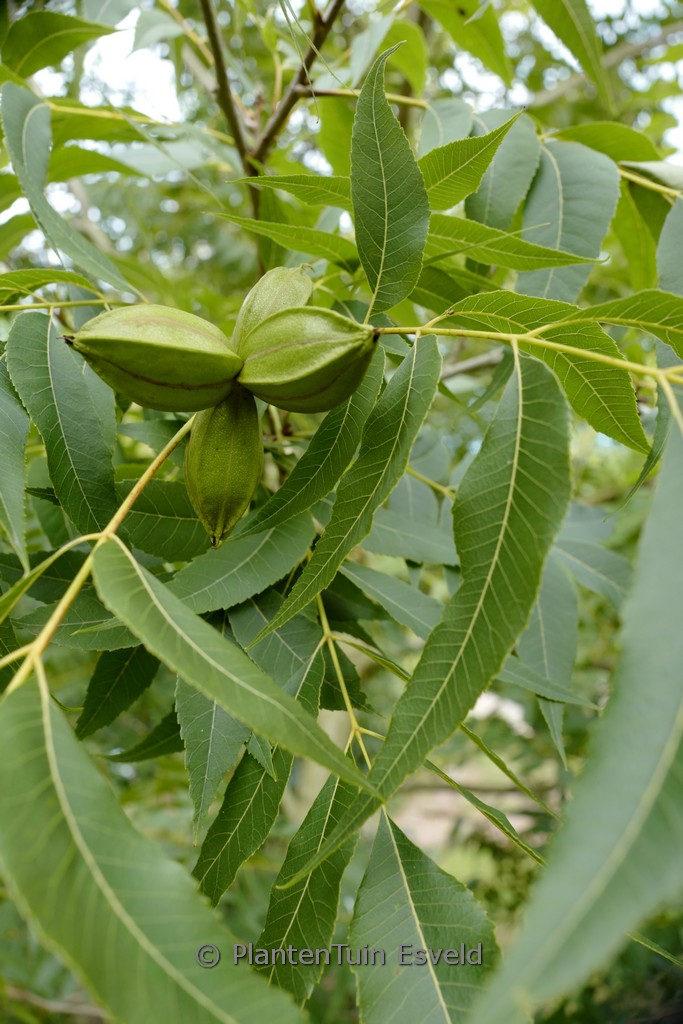 Carya illinoinensis ‚Pawnee‘