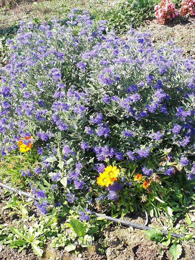 Caryopteris clandonensis ‚Blauer Spatz‘