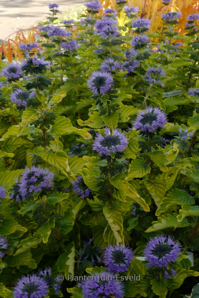 Caryopteris clandonensis ‚Good as Gold‘