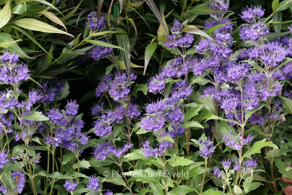 Caryopteris clandonensis ‚Inoveris‘ (GRAND BLEU)