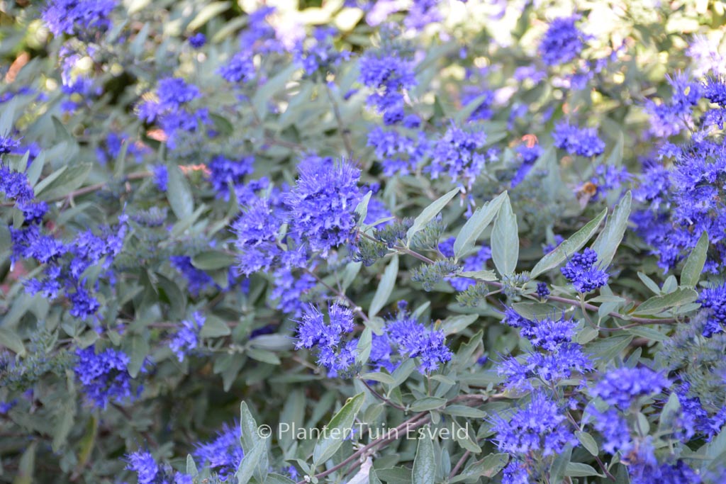 Caryopteris clandonensis ‚Kew Blue‘
