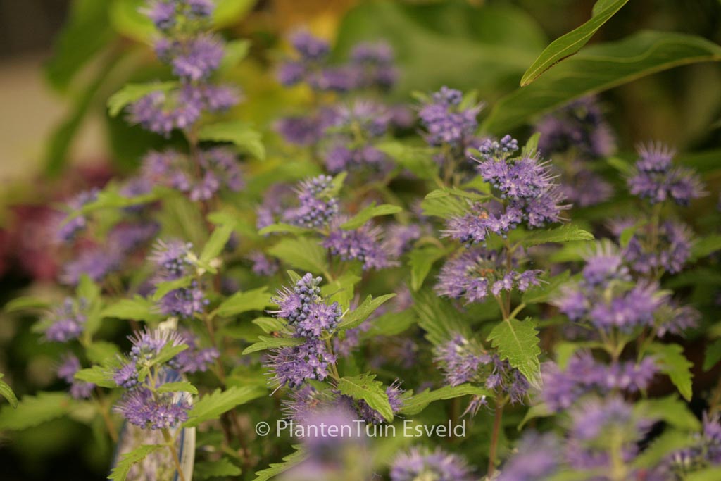 Caryopteris clandonensis ‚Korball‘ (BLUE BALLOON)