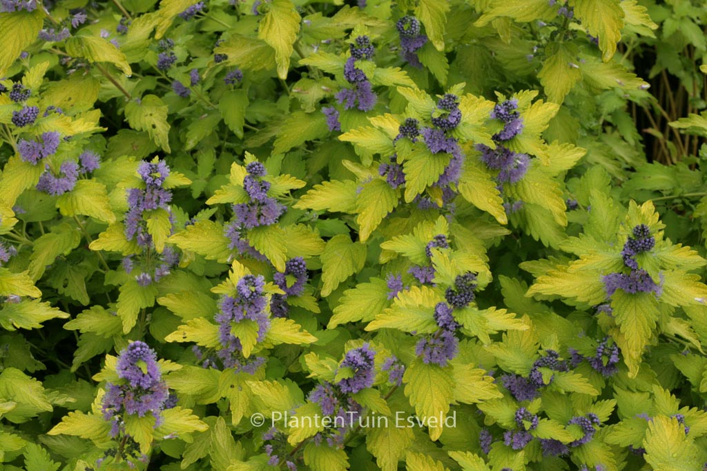 Caryopteris clandonensis ‚Lisaura‘ (HINT OF GOLD)