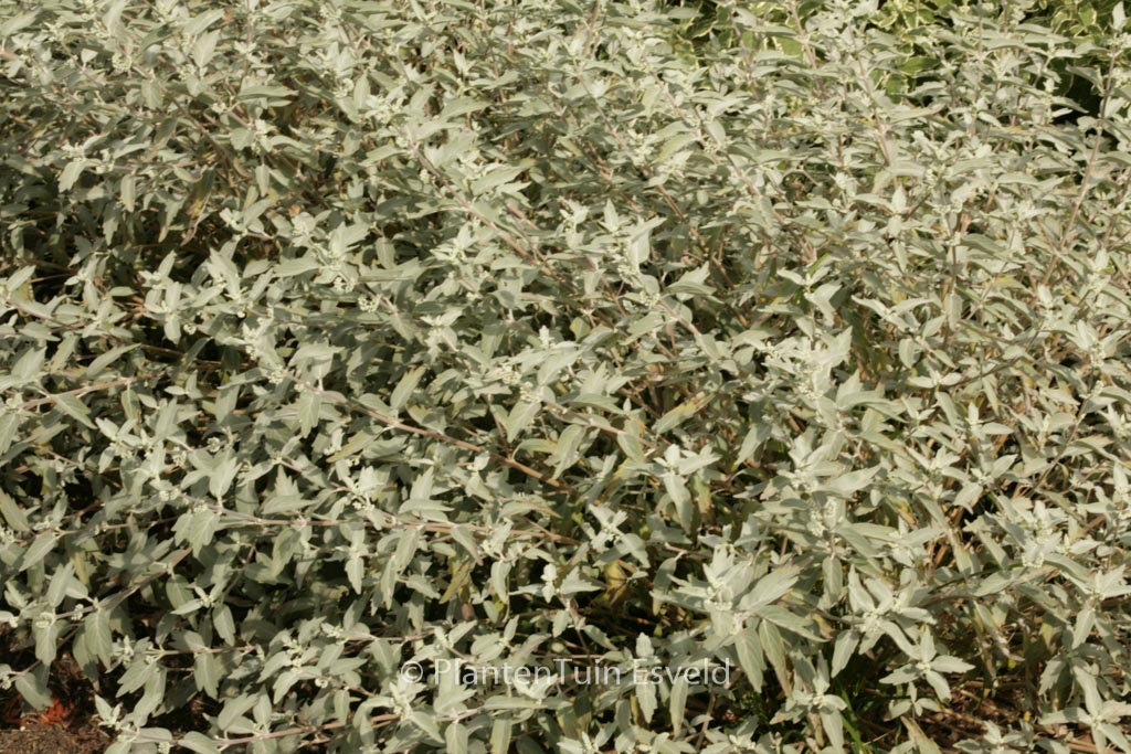 Caryopteris clandonensis ‚Lissilv‘ (STERLING SILVER)