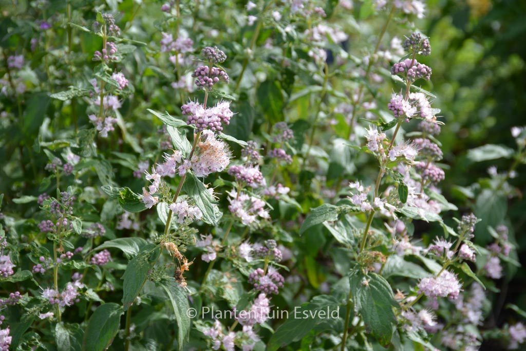 Caryopteris clandonensis ‚Lisspin‘ (PINK PERFECTION)