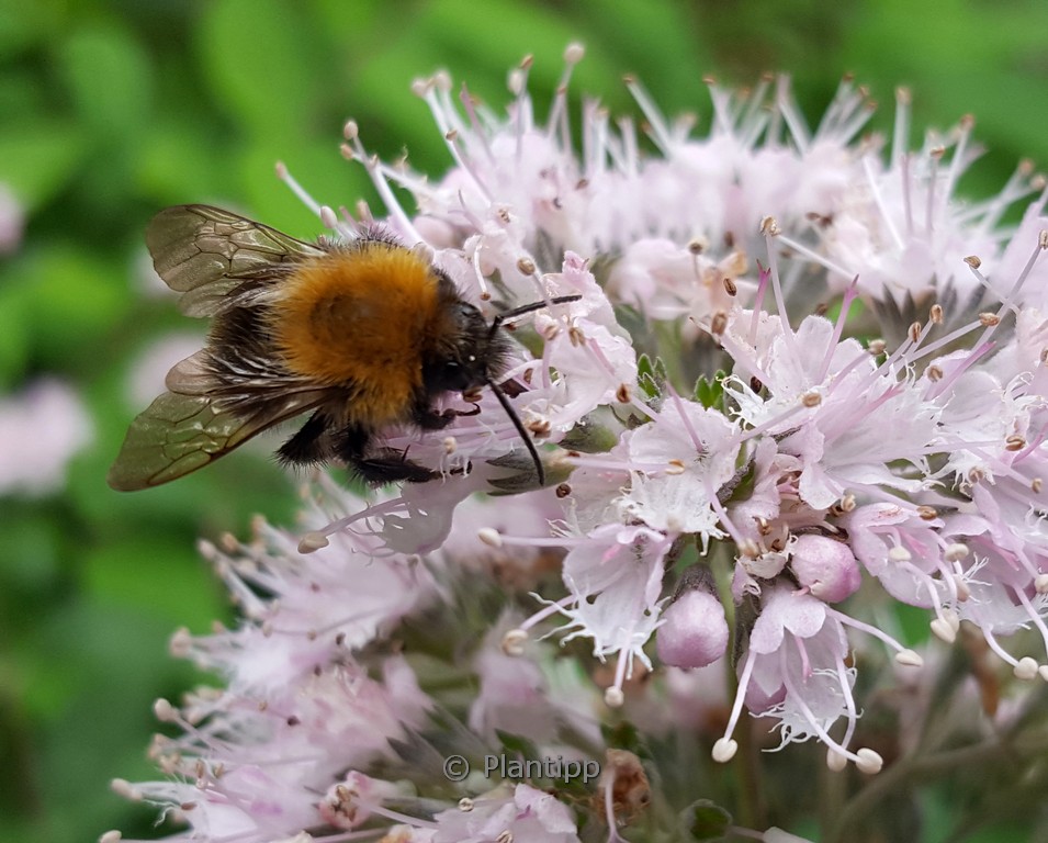 Caryopteris clandonensis ‚Lissteph‘ (STEPHI)