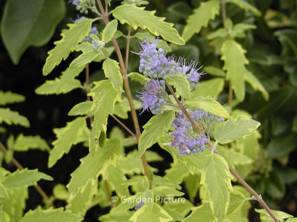 Caryopteris clandonensis ‚Summer Sorbet‘