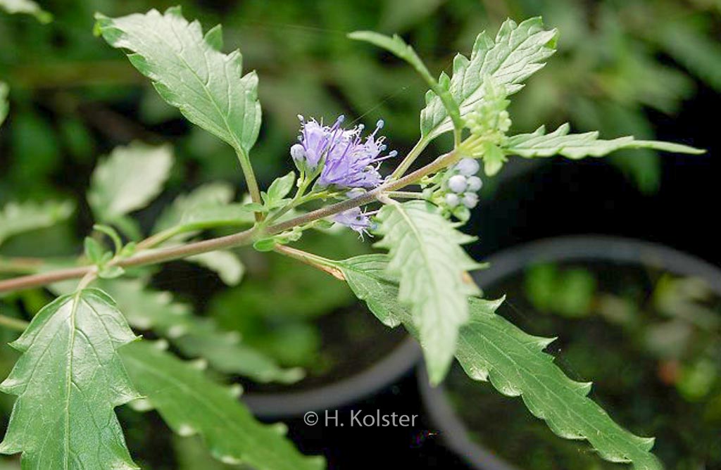 Caryopteris mongholica
